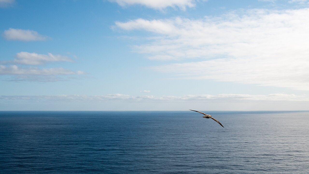 Albatros ciemnoskrzydły w locie nad oceanem przy wyspie Amsterdam; ilustracja gatunku objętego oceną ryzyka przyłowu