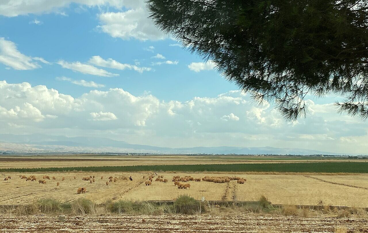 Pola i owce w dolinie Bekaa w Libanie, fotografia z 2021 roku, nie obraz szkód z 2026