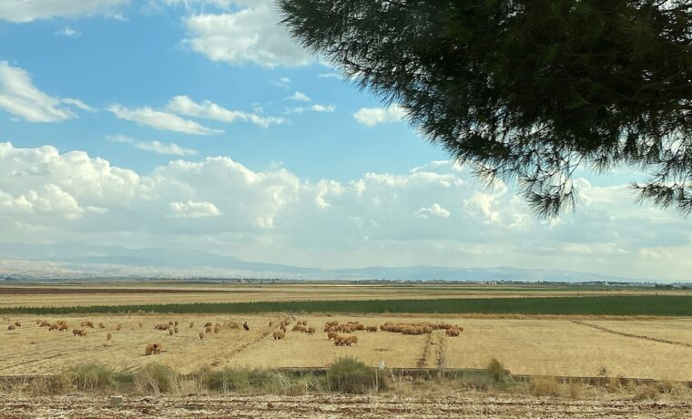 Pola i owce w dolinie Bekaa w Libanie, fotografia z 2021 roku, nie obraz szkód z 2026